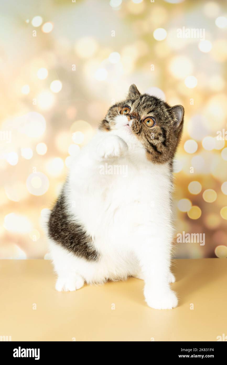 A beautiful exotic shorthair cat plays on the colorful festive background of the studio. Color black tabby with white Stock Photo