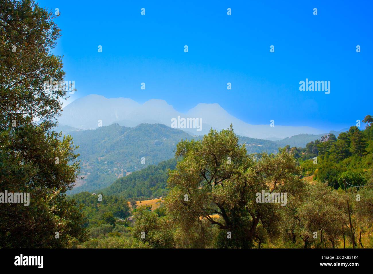 Pine forest growing in the Taurus Mountains Turkey Stock Photo