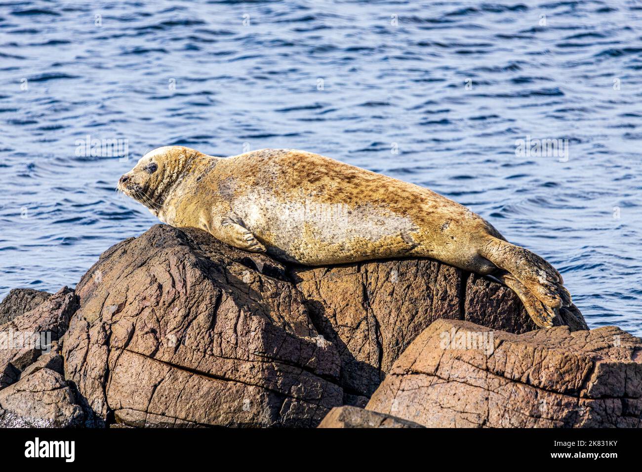 A seal hauled out on a rock at Machrihanish on the Kintyre Peninsula, Argyll & Bute, Scotland UK Stock Photo
