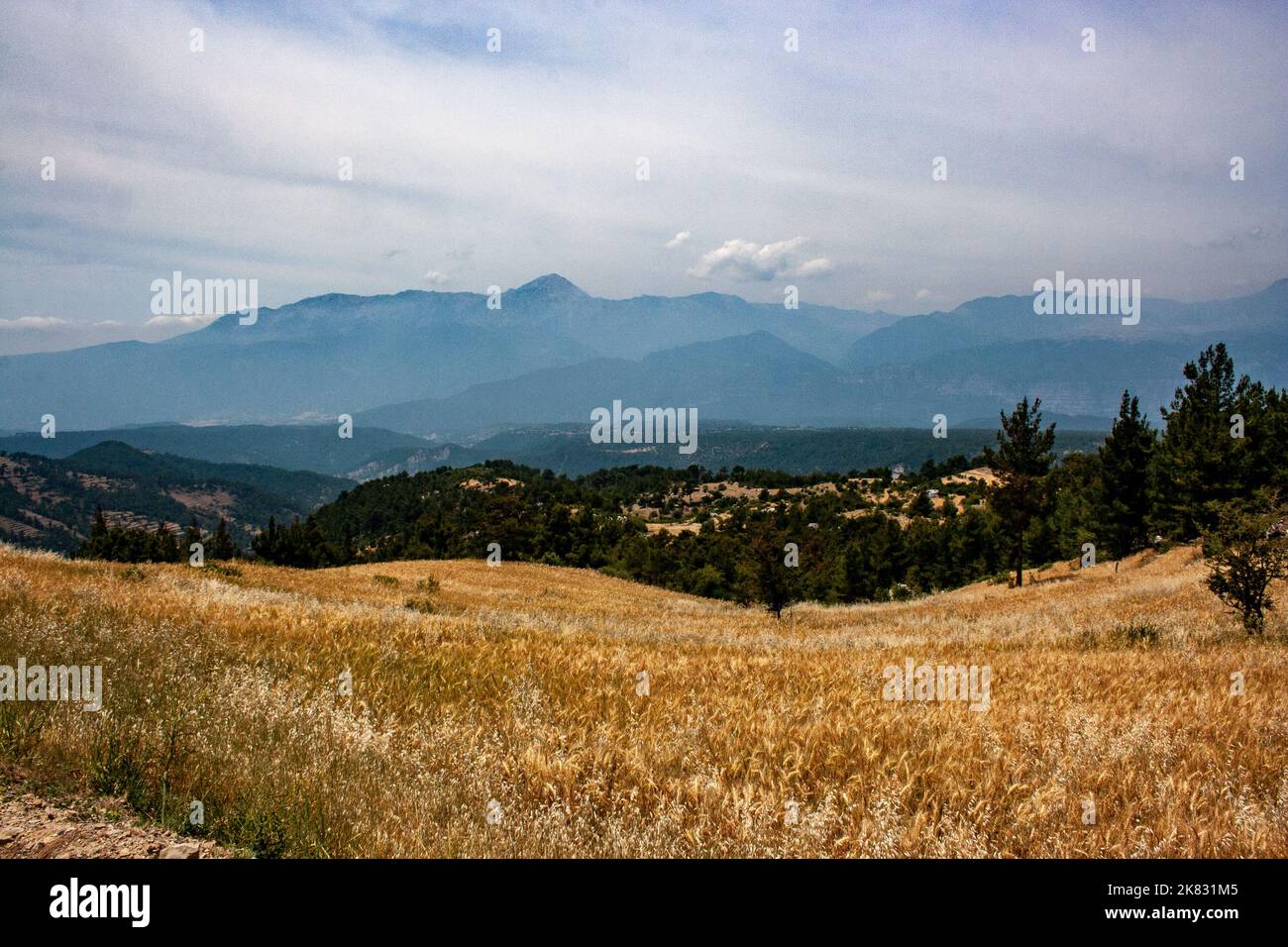 Wheat field in Taurus Mountains,Turkey Stock Photo