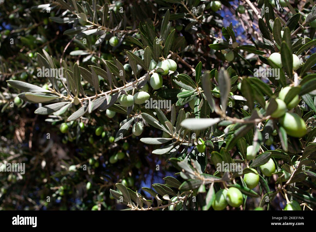 Green Olives on a branch. Olives growing on a tree. Olive tree with ...