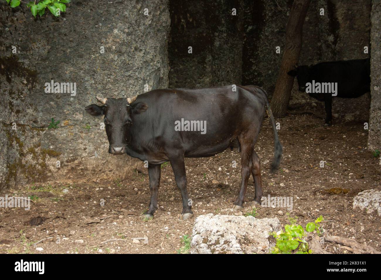 domestic cattle Taurus Mountains Stock Photo