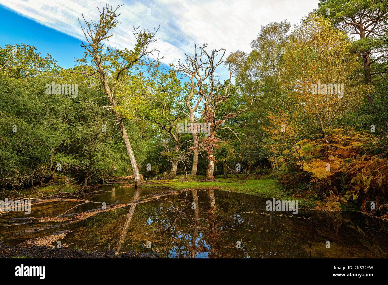 Autumn trees at a stream in the New Forest with reflections and fallen trees floating across the stream on a sunny day at Whitefield Moor. Stock Photo