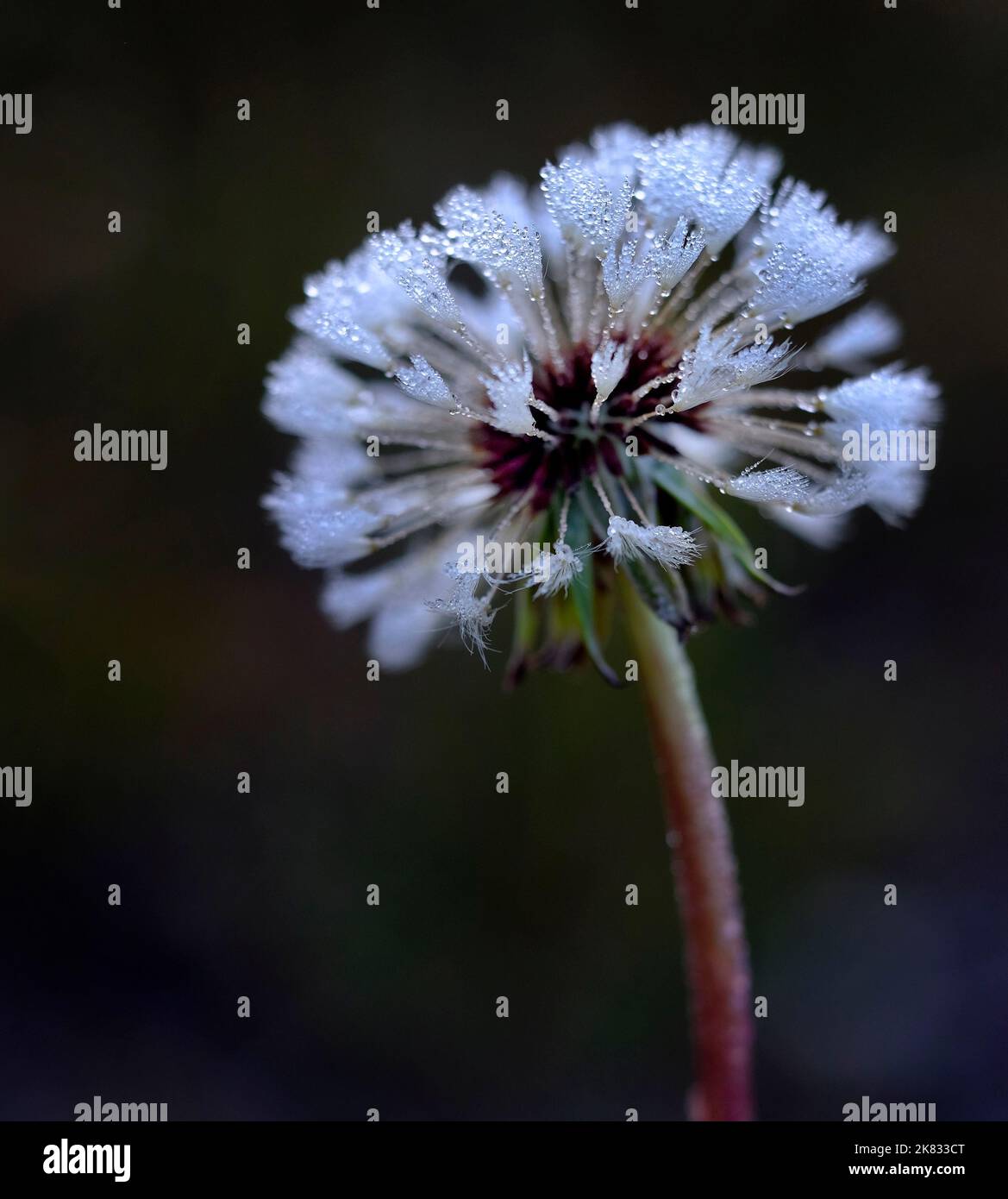 Dandylion closeup with dew drops frozen on seeds ice crystals Stock Photo