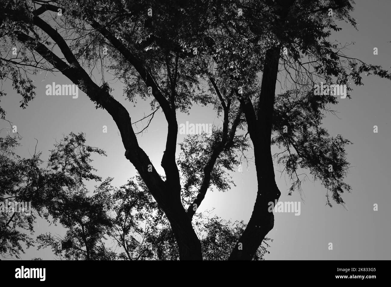 Backlit growing plants Black and White Stock Photos & Images - Alamy