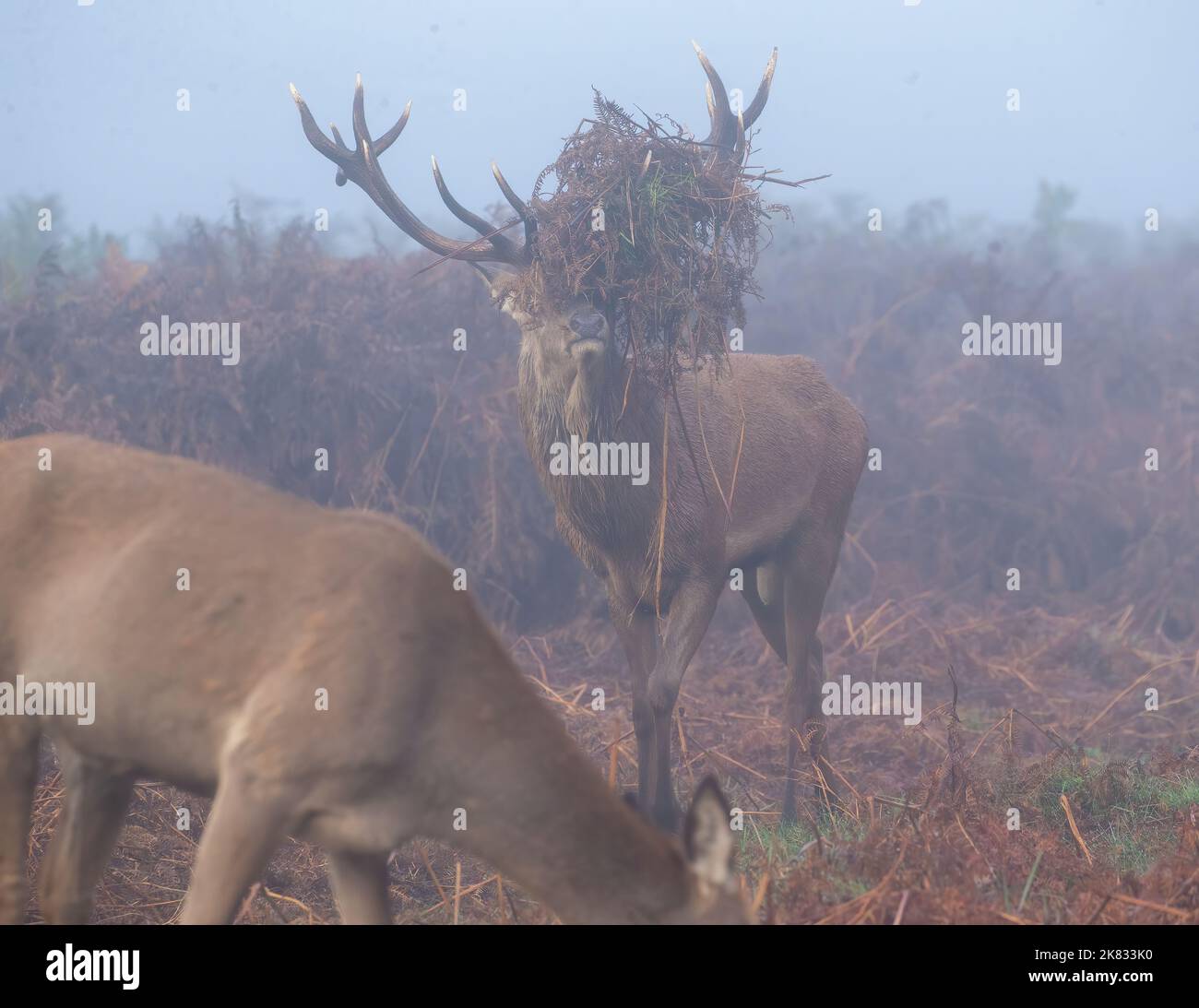 Red deer stag with his head dress on taken at bushy park 18/10/2022