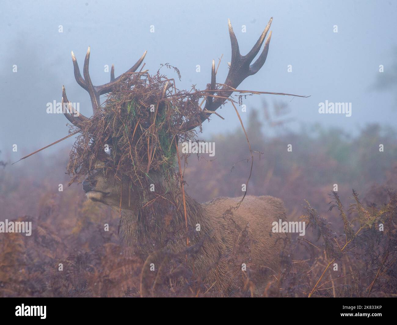 Red deer stag with his head dress on taken at bushy park 18/10/2022