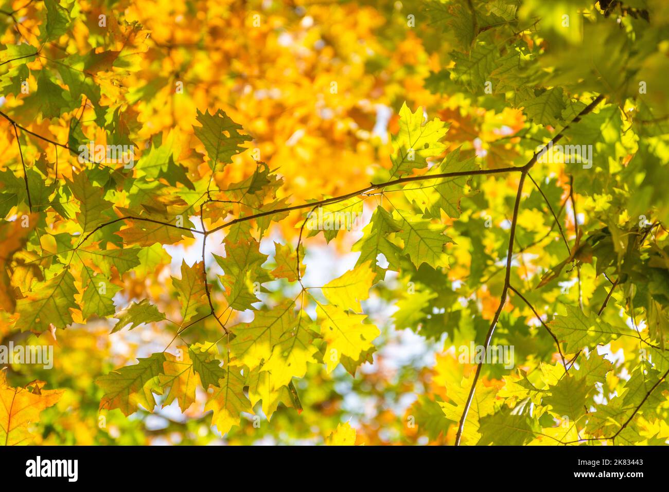 Colorful autumn leaves photo background Stock Photo - Alamy
