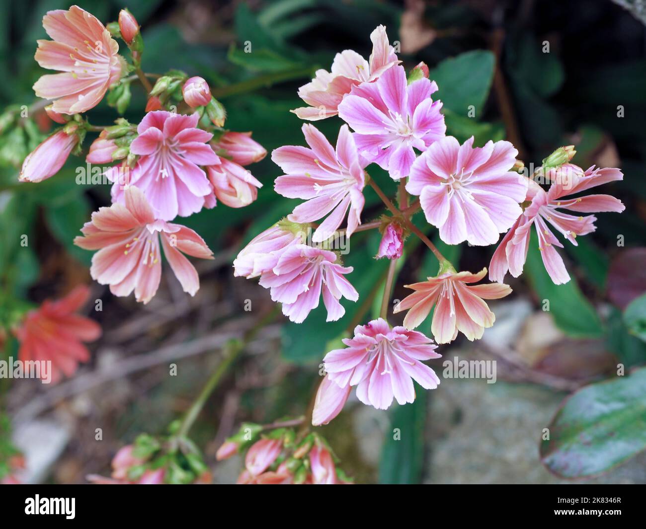 Siskiyou lewisia flowers in a rock garden Stock Photo