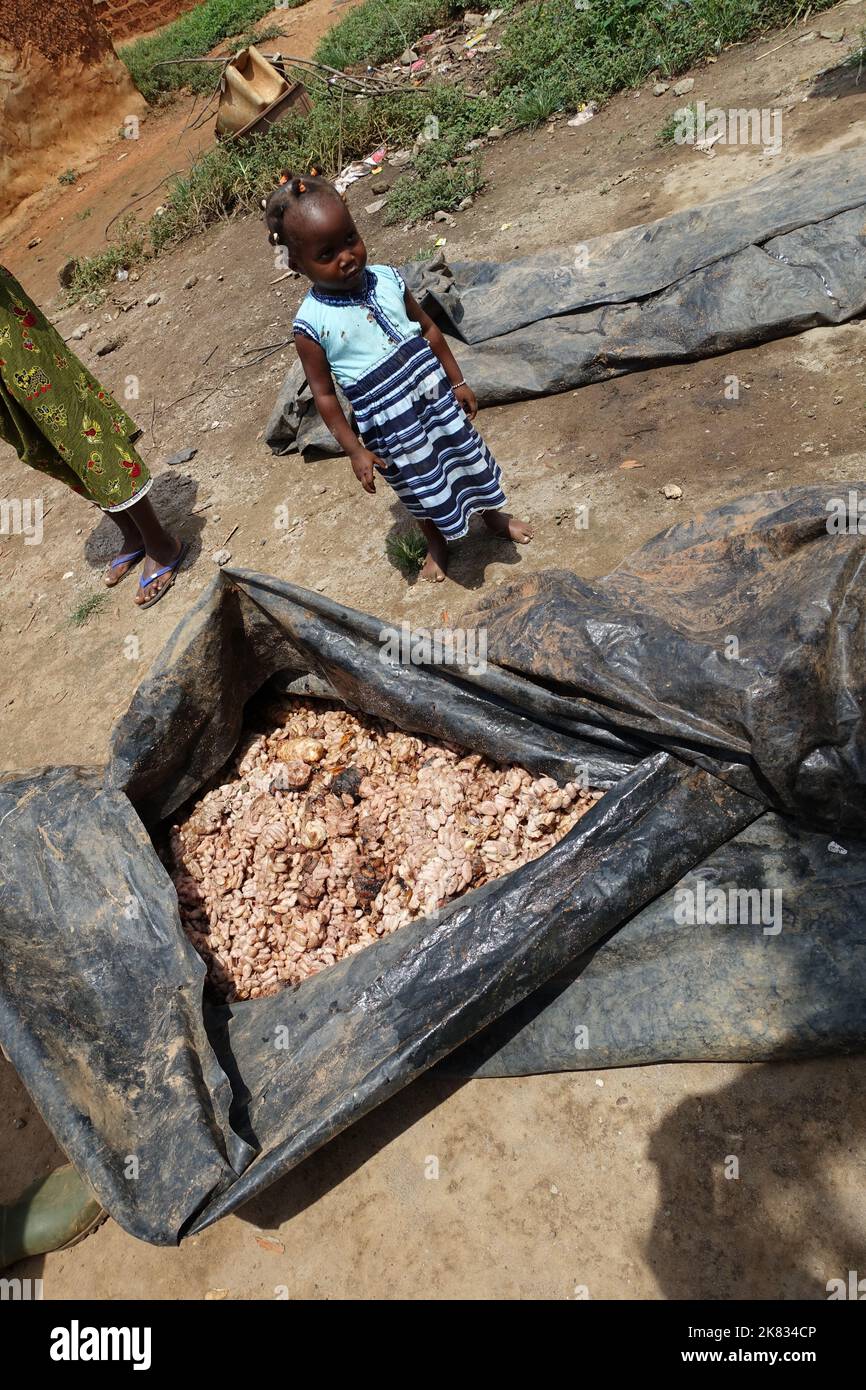 Newly harvested cocoa beans are fermenting in a village in Cote d'Ivoire Stock Photo