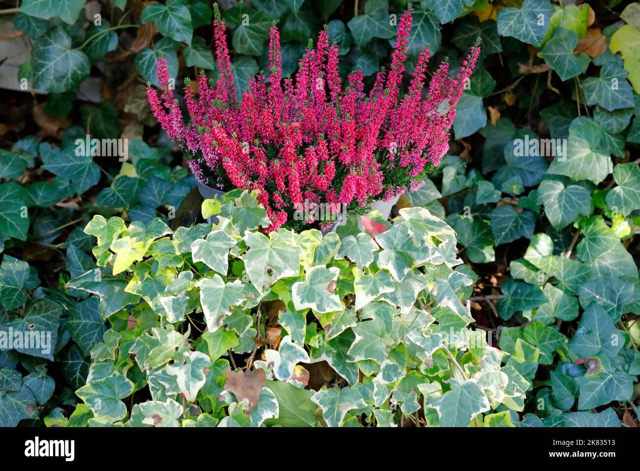 Dark green and yellow-green ivy and red heather Stock Photo