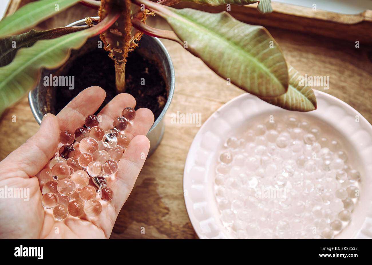 Adding water beads gel balls in houseplant pot in home. Watering system. Stock Photo