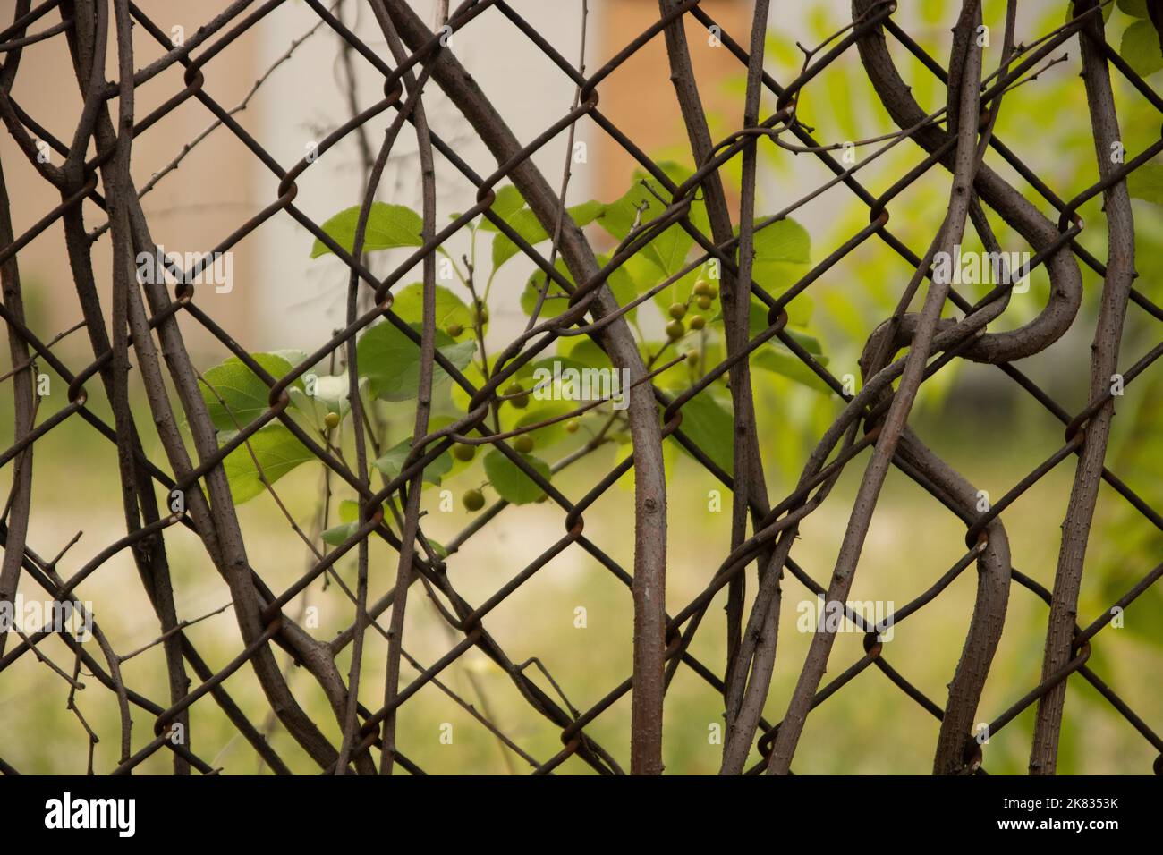 Vines growing in a chainlink fence with blurred leaves in the background Stock Photo