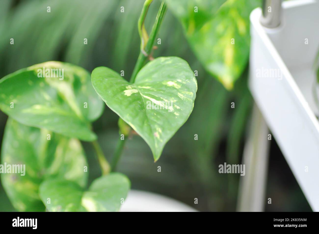 Devils Ivy, Golden Pothos or Hunters Robe or Epipremnum aureum or ...
