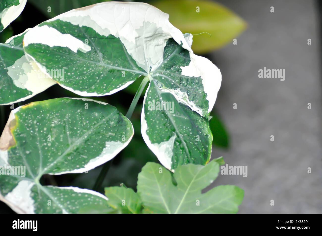 Albomarginata, Araceae or Schott or Xanthosoma sagittifolium or XANTHOSOMA or Mickey Mouse Plant and rain drop or dew drop Stock Photo