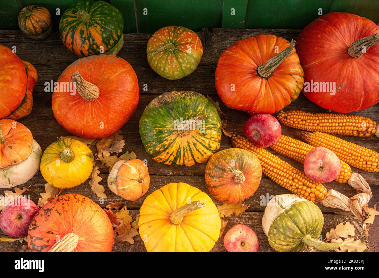 Autumn harvest colorful squashes and pumpkins in different varieties ...