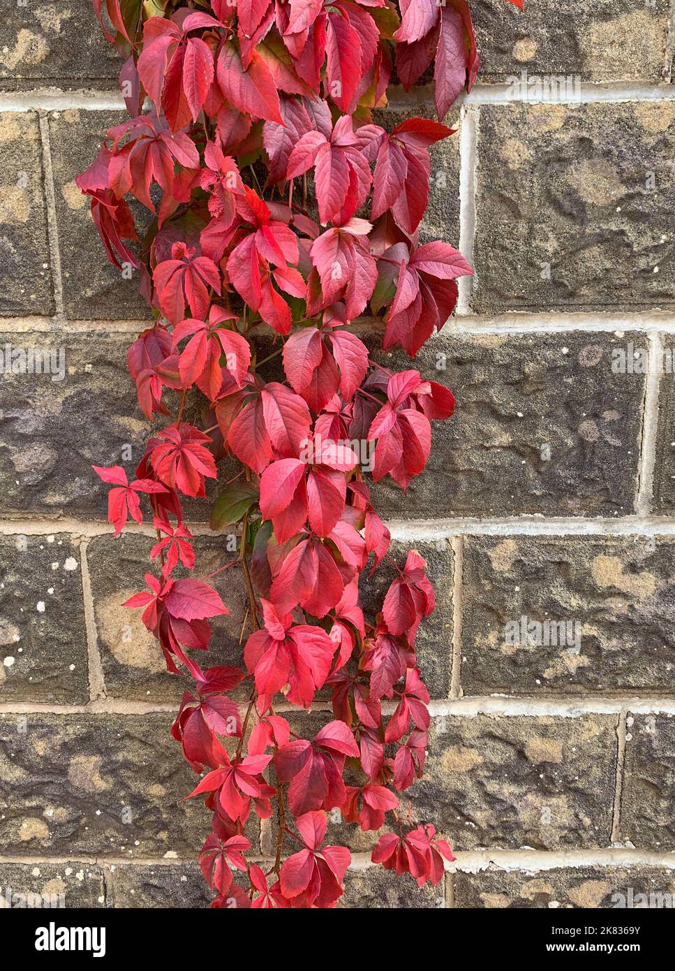 Close up of the red autumn leaves of the climbing garden plant Virginia Creeper or Parthenocissus quinquefolia seen hanging from a wall. Stock Photo