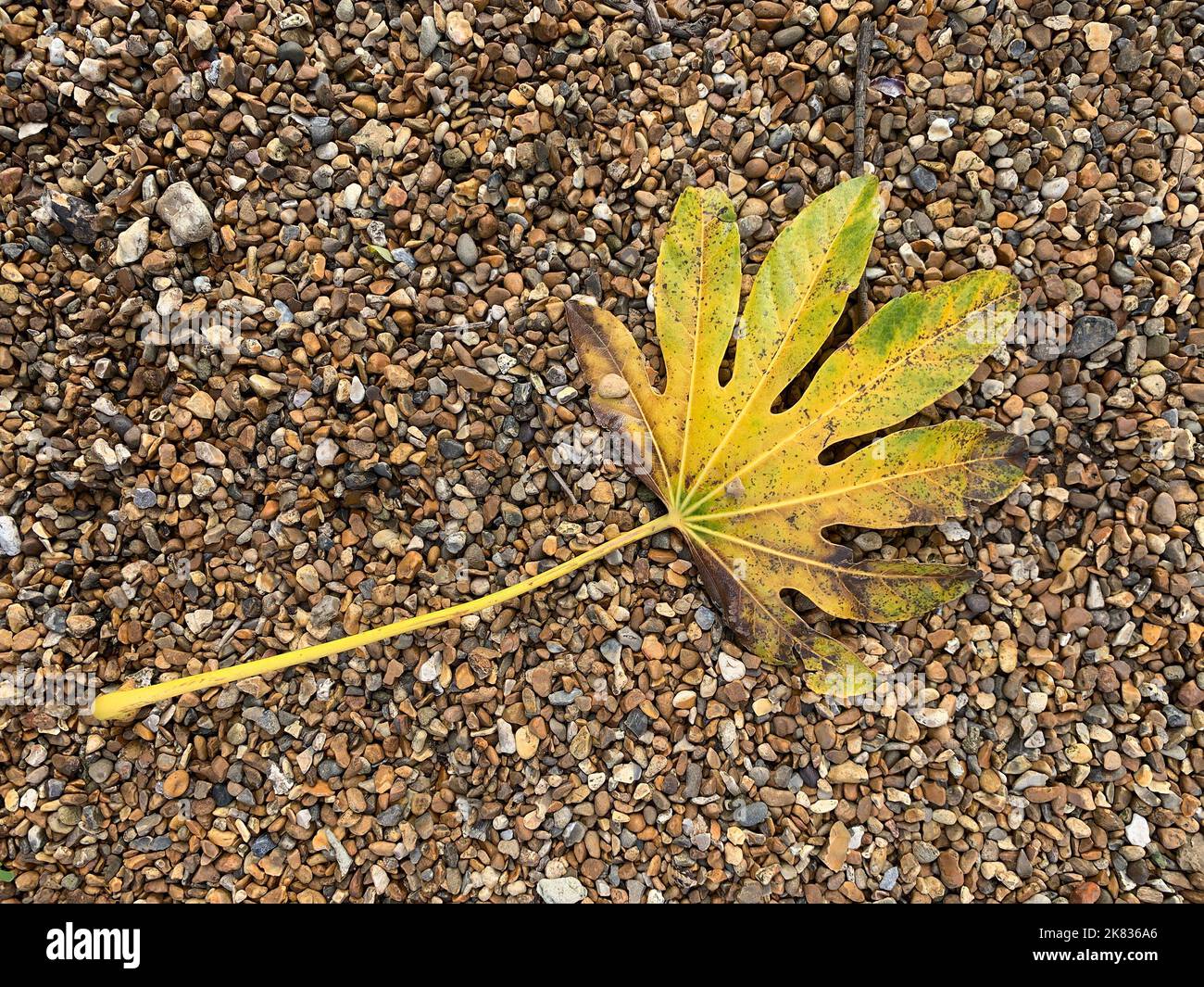 Close up of a fallen yellow leaf of the evergreen garden shrub Fatsia ...