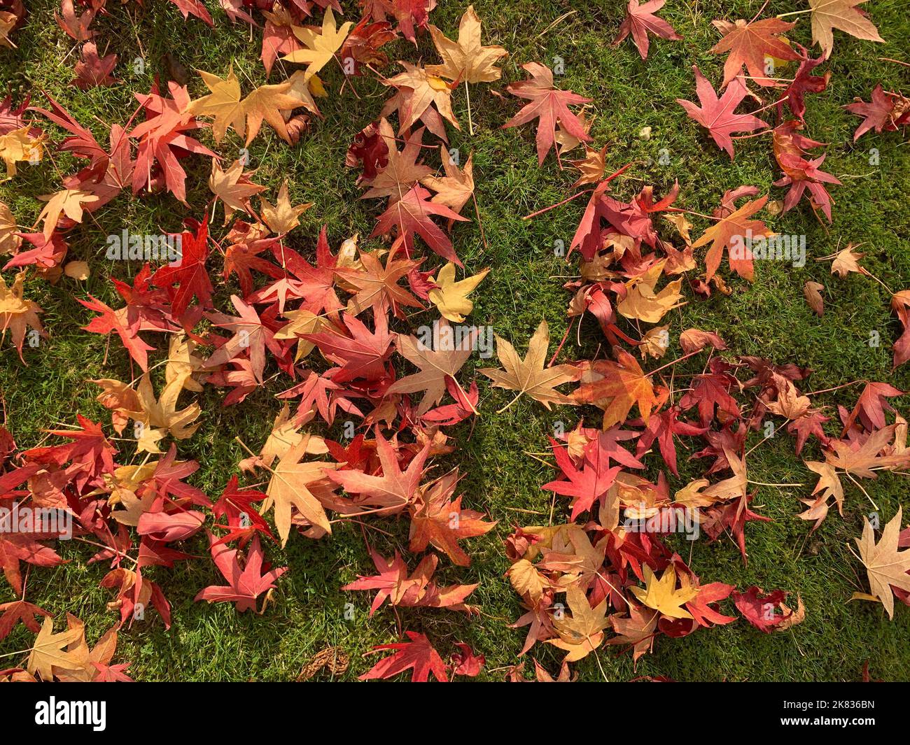 Close up of colourful leaves in autumn fallen on the lawn Stock Photo ...