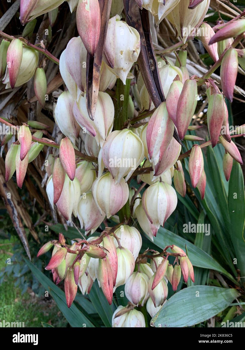 Close up of the light variegated cluster of flowers of the perennial garden plant Yucca. Stock Photo