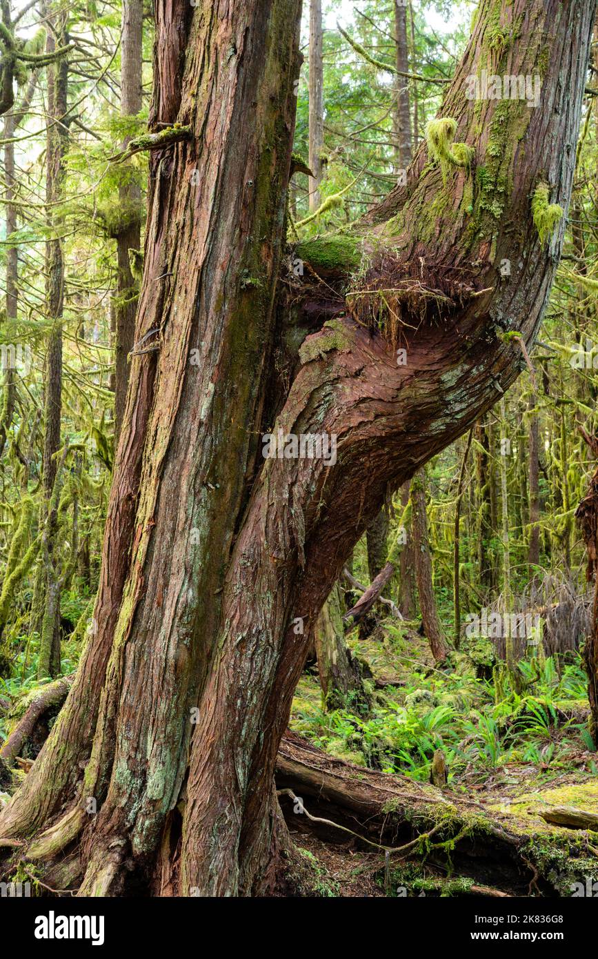 Moss grows on the bark of a yew tree; Pacific Rim National Park Reserve