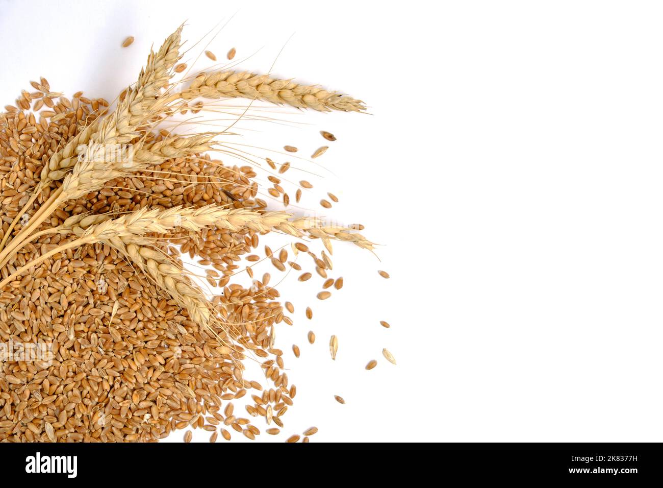 Ears and grain wheat white background, isolate Stock Photo - Alamy