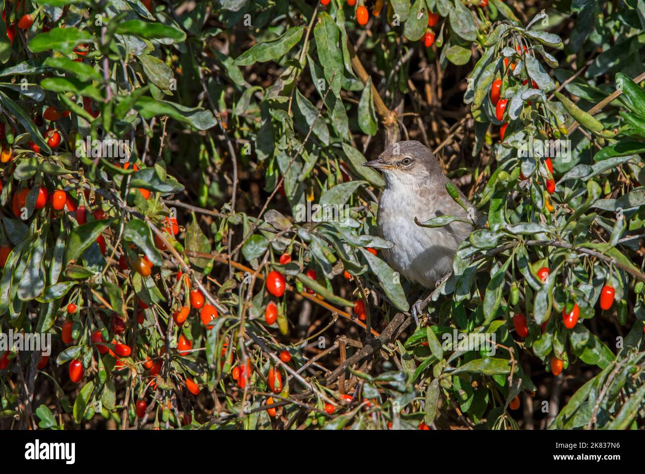 Barred warbler (Curruca nisoria) juvenile perched in Chinese wolfberry to eat the red berries during migration in autumn / fall, Zeeland, Netherlands Stock Photo