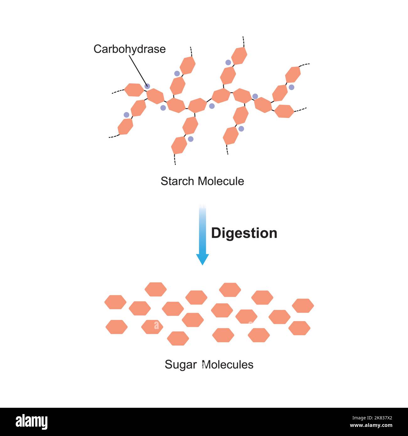 Scientific Designing of Starch Digestion. Carbohydrase Enzyme Effect on Starch Molecule. Maltose Sugar Formation. Vector Illustration. Stock Vector