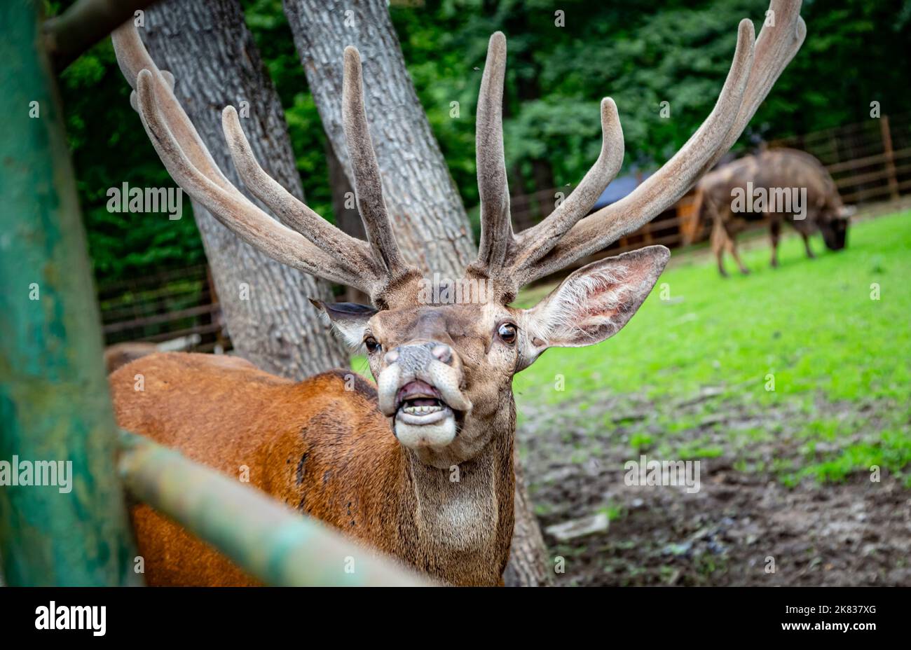 Antlers meaning in hindi deals
