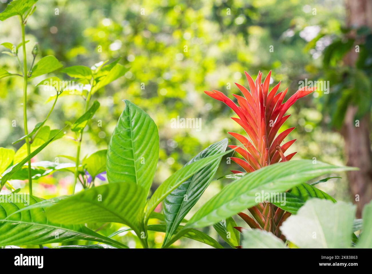 red flower in the shape of a spike or flame, cultivated in a country garden, belonging to the Guzmania species, surrounded by large green leaves. deco Stock Photo