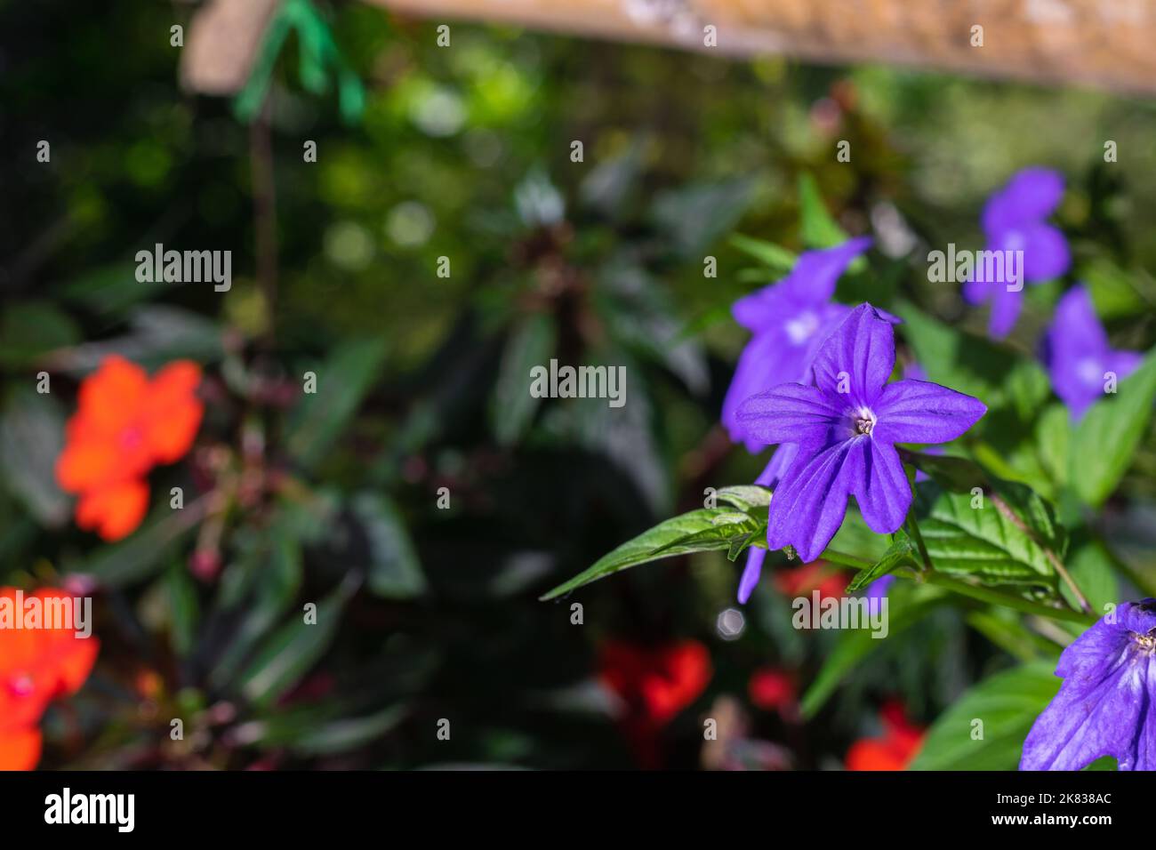 close-up of a peasant flower garden, Browallia speciosa or purple flower with white center. A phanerogamous plant belonging to the Solanaceae family. Stock Photo