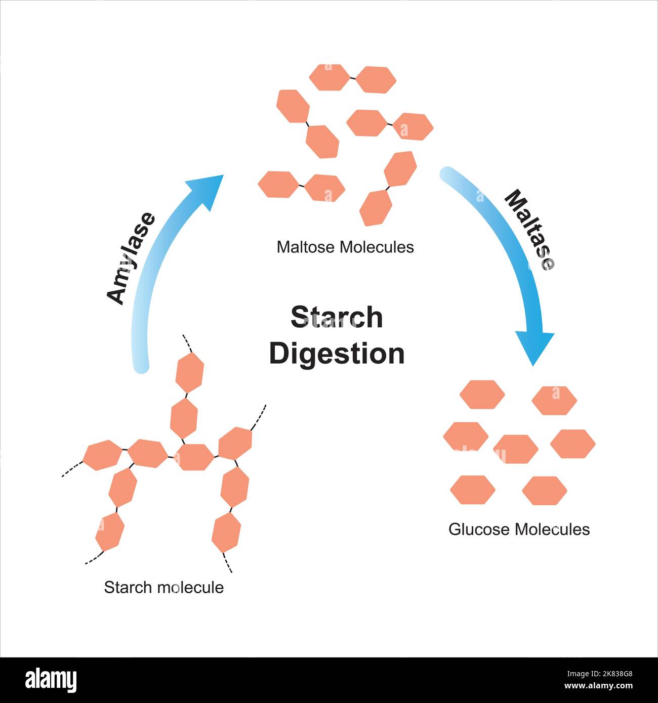 Scientific Designing of Starch Digestion. Amylase and Maltase Enzymes Effect on Starch Molecule. glucose Sugar Formation. Vector Illustration. Stock Vector