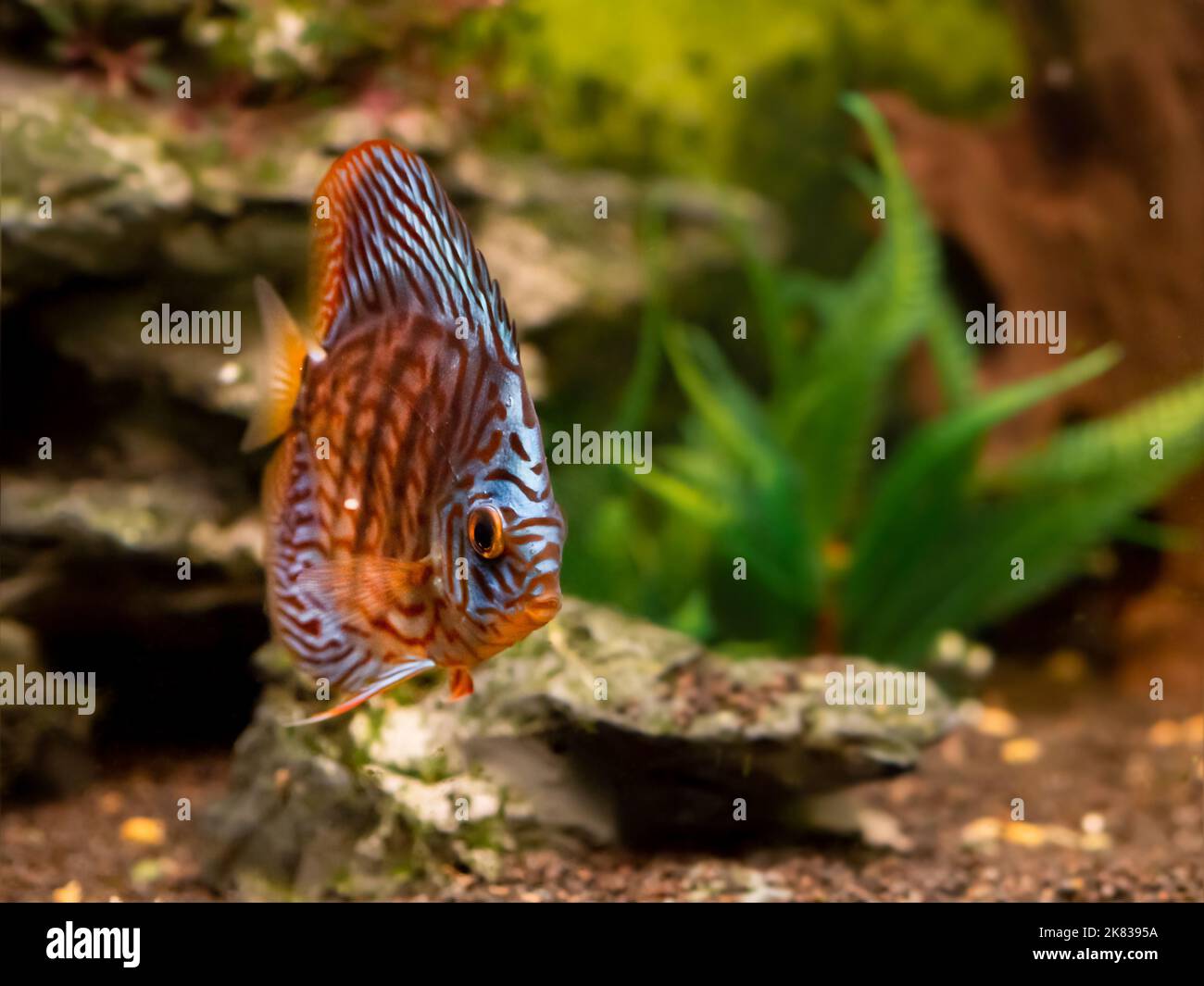 Floating Symphysodon discus in tank. Freshwater aquarium fish with shiny scales. Stock Photo