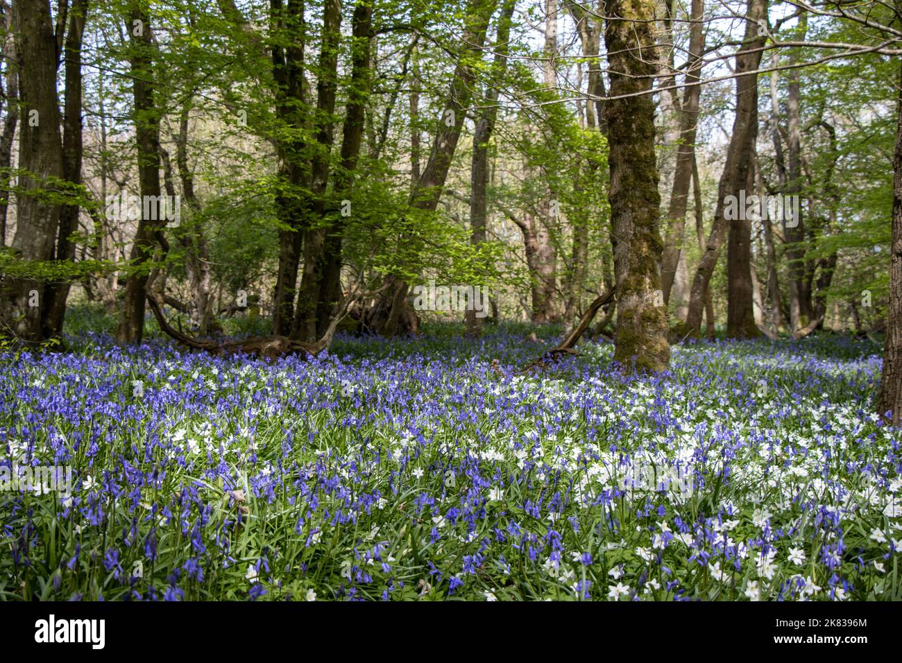 Carpet of bluebells in the woods at Arlington, East Sussex. Bluebell walk. Stock Photo