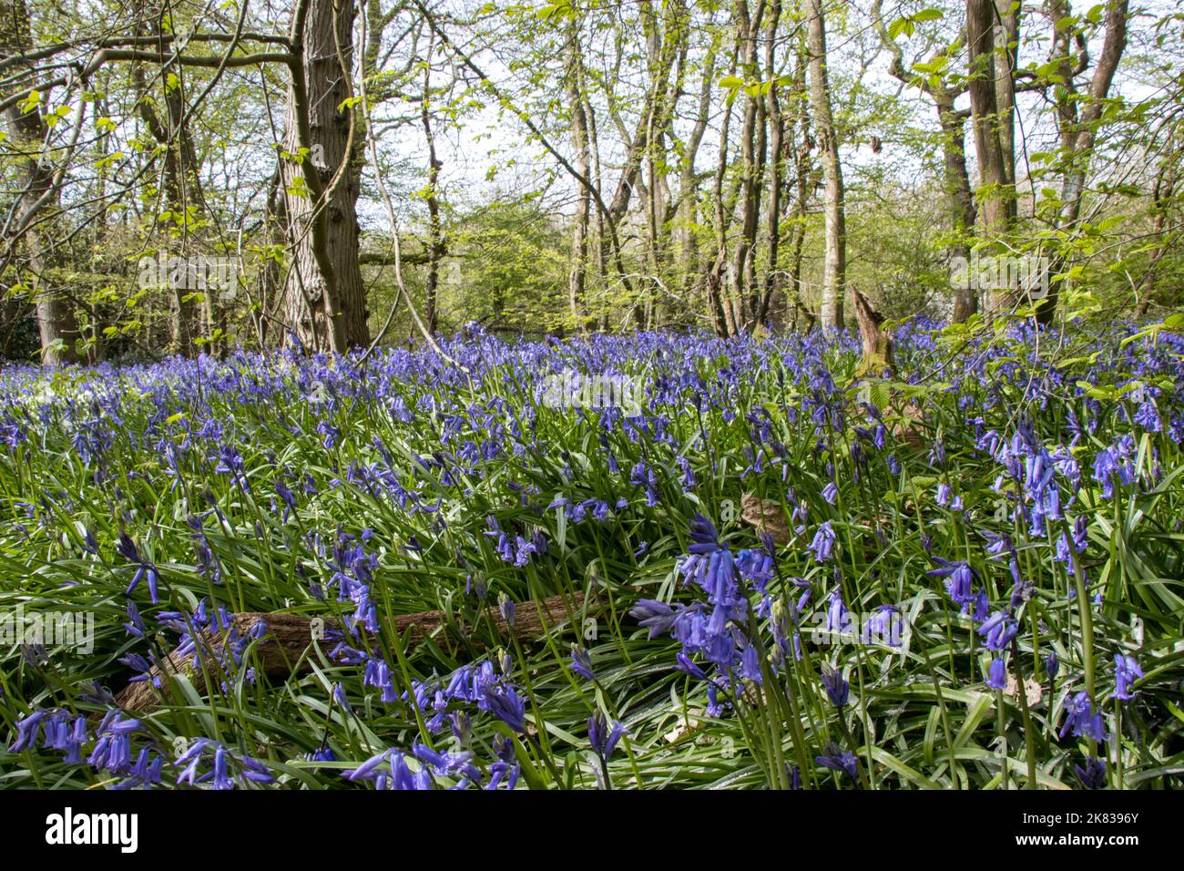 Carpet of bluebells in the woods at Arlington, East Sussex. Bluebell walk. Stock Photo