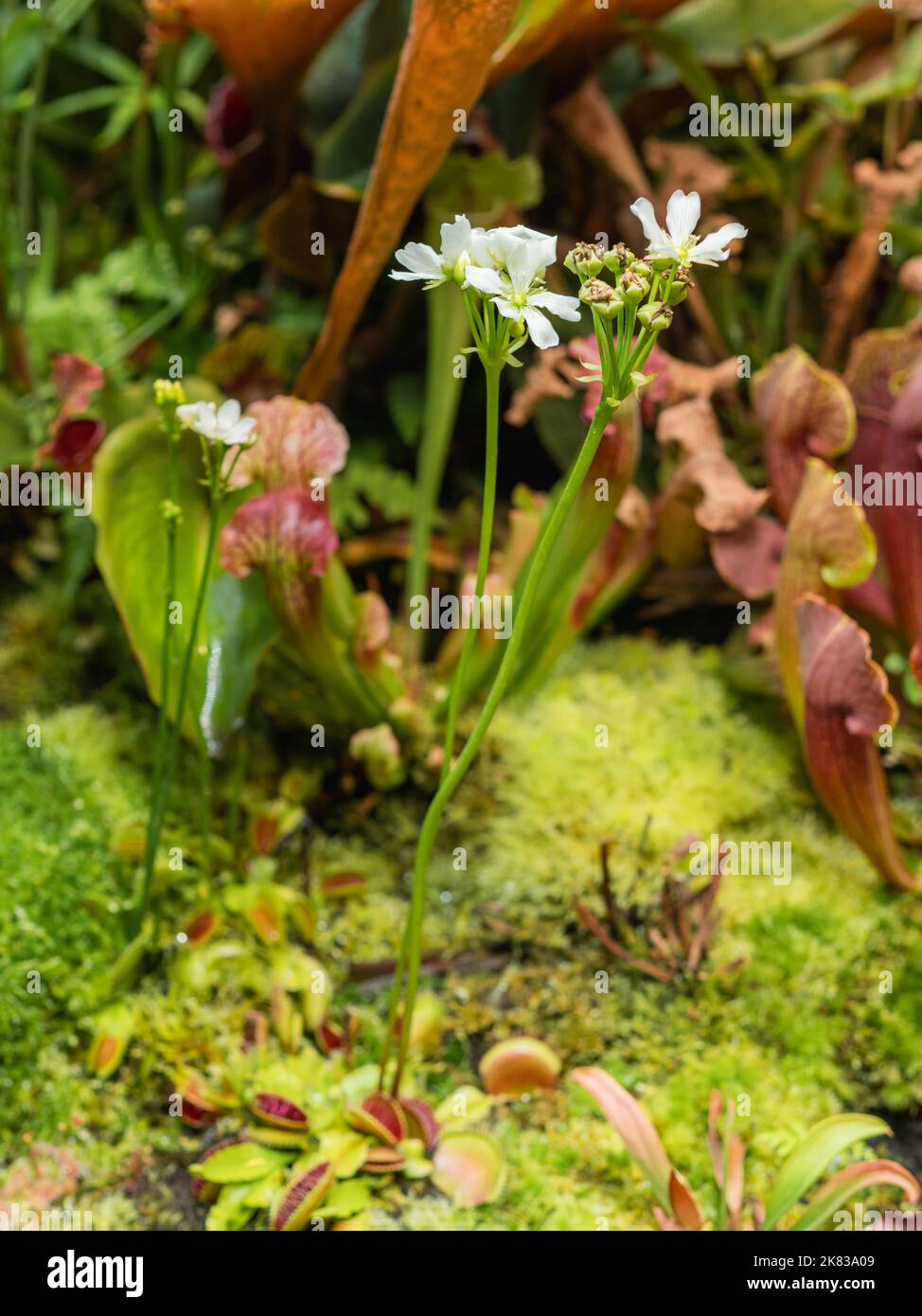 Venus flytrap or Dionaea muscipula. White flowers of blooming carnivorous plant. Stock Photo