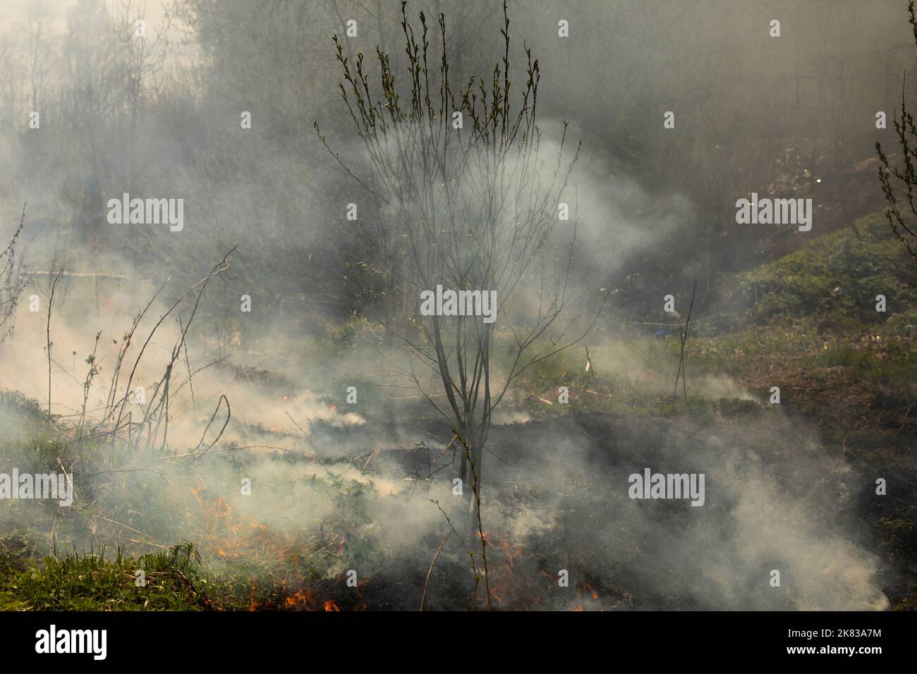 Fire in forest. Smoke and fire in nature. Burning garbage. Illegal