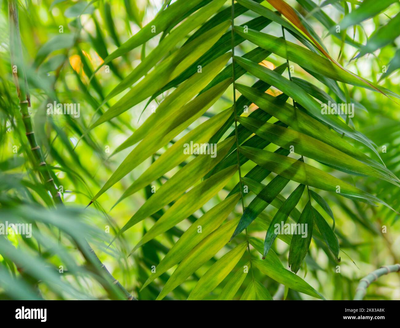 Tropical plants in greenhouse. Lianas and palm tree branches with green