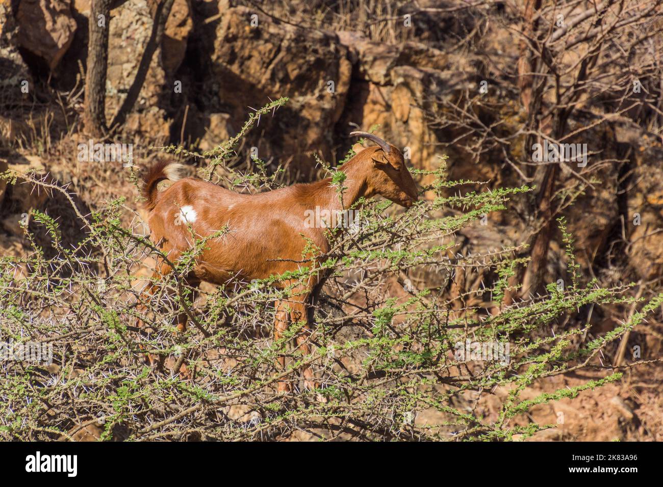 Goat on a tree near Howzien, Tigray region, Ethiopia Stock Photo Alamy