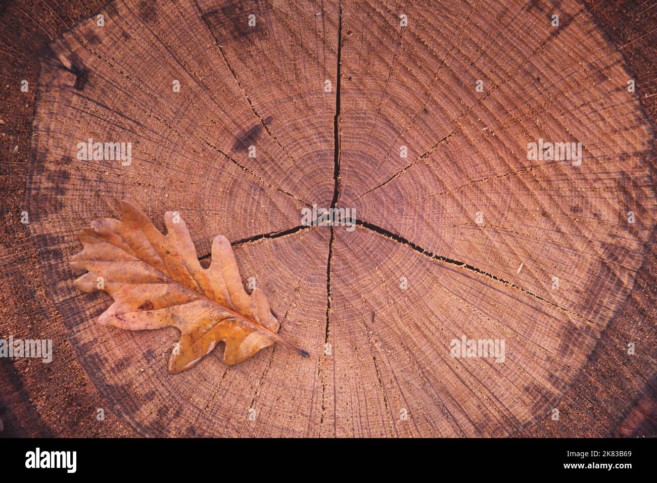 Autumn texture based on wood chips, dead leaves and acorns. Stock Photo