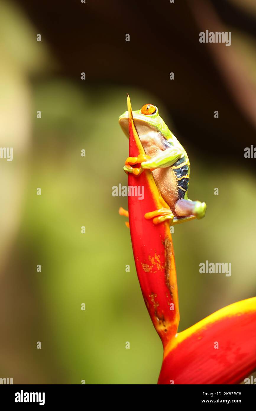 Red eyed tree frog on flower at border of Panama and Costa Rica in the tropical rainforest, cute night animal with vivid colors and big eye, agalychni Stock Photo