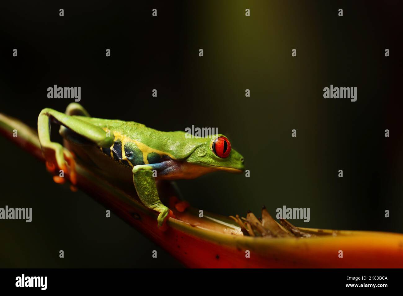 Red eyed tree frog on flower at border of Panama and Costa Rica in the tropical rainforest, cute night animal with vivid colors and big eye, agalychni Stock Photo