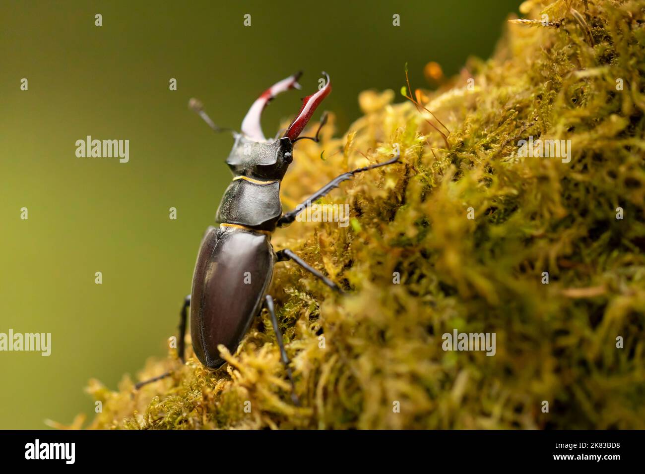 Male stag beetle, Lucanus cervus, with enlarge mandible on mossy tree, largest beetle in Europe Stock Photo