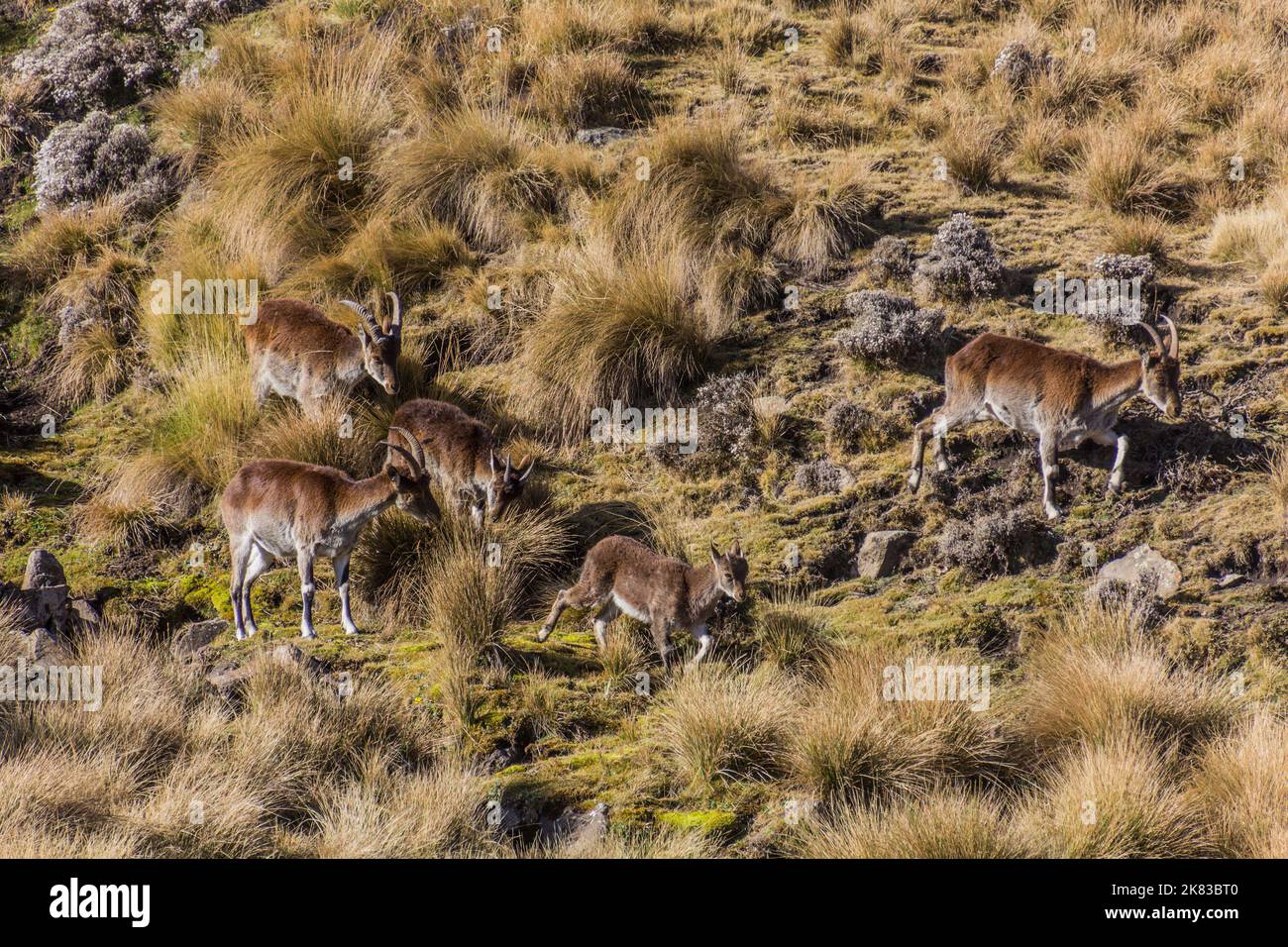 Walia ibexes (Capra walie) in Simien mountains, Ethiopia Stock Photo