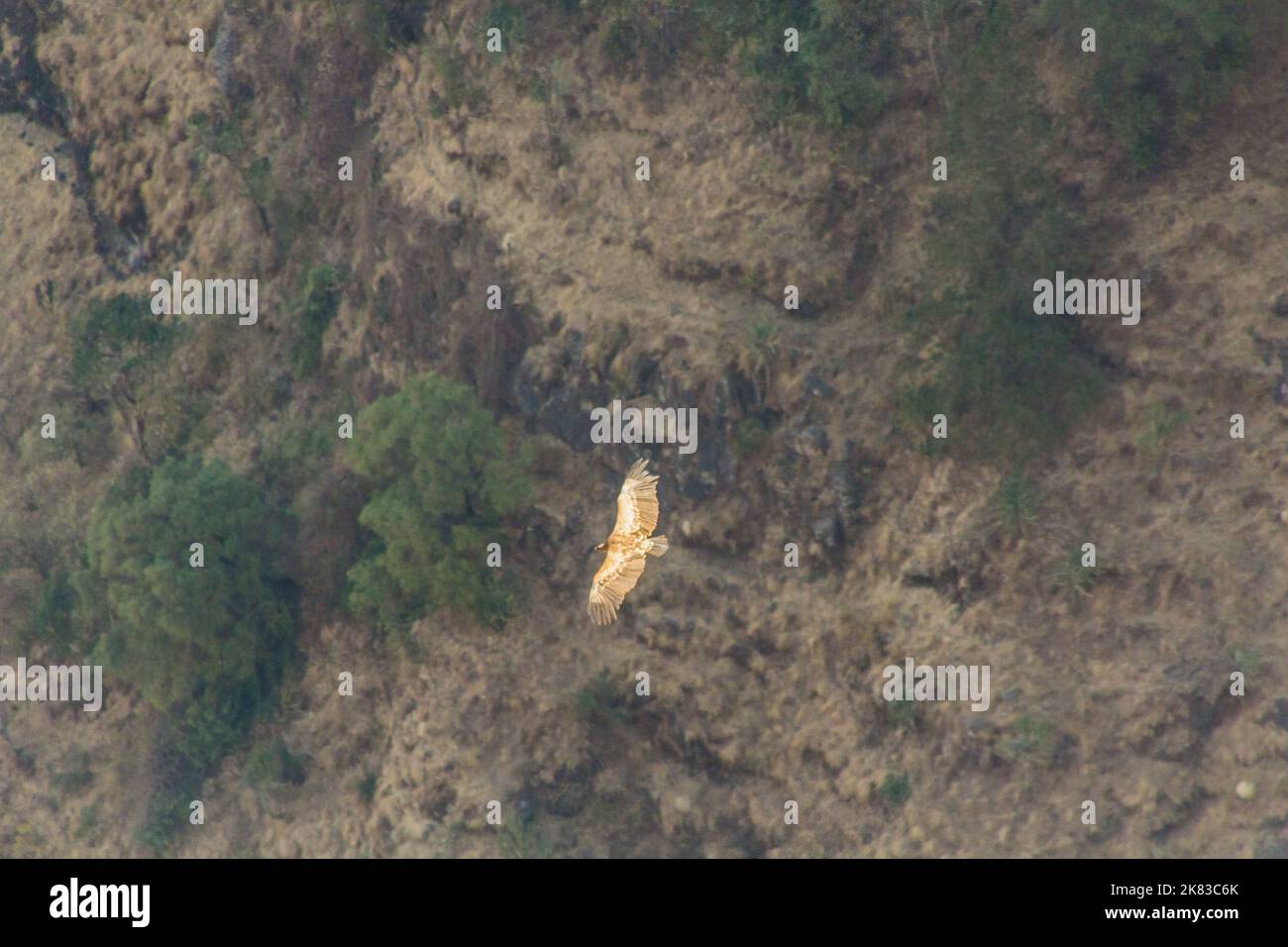 Rüppell's vulture (Gyps rueppelli) in Simien mountains, Ethiopia Stock
