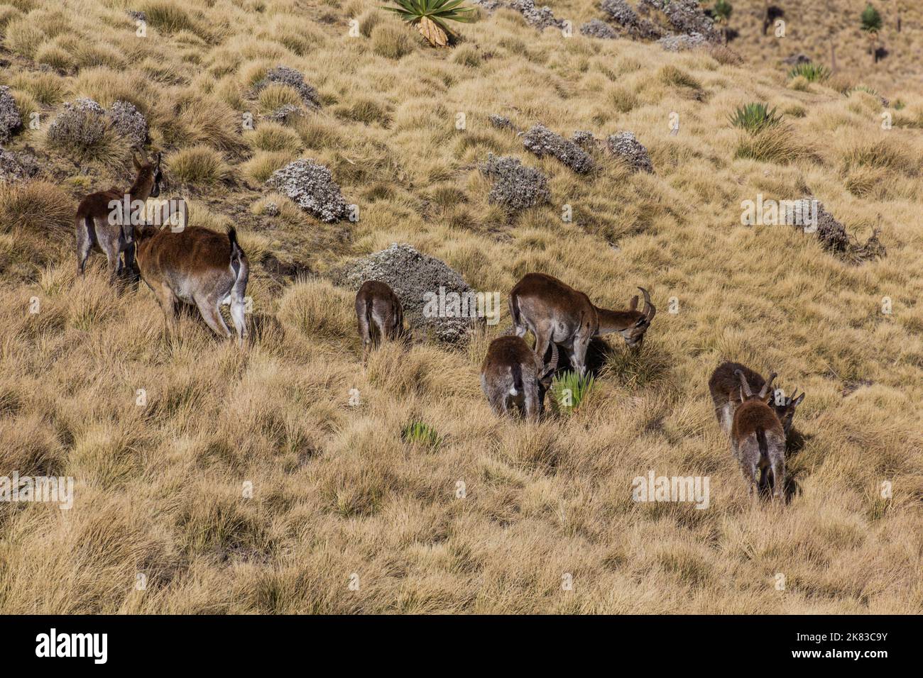 Walia ibexes (Capra walie) in Simien mountains, Ethiopia Stock Photo
