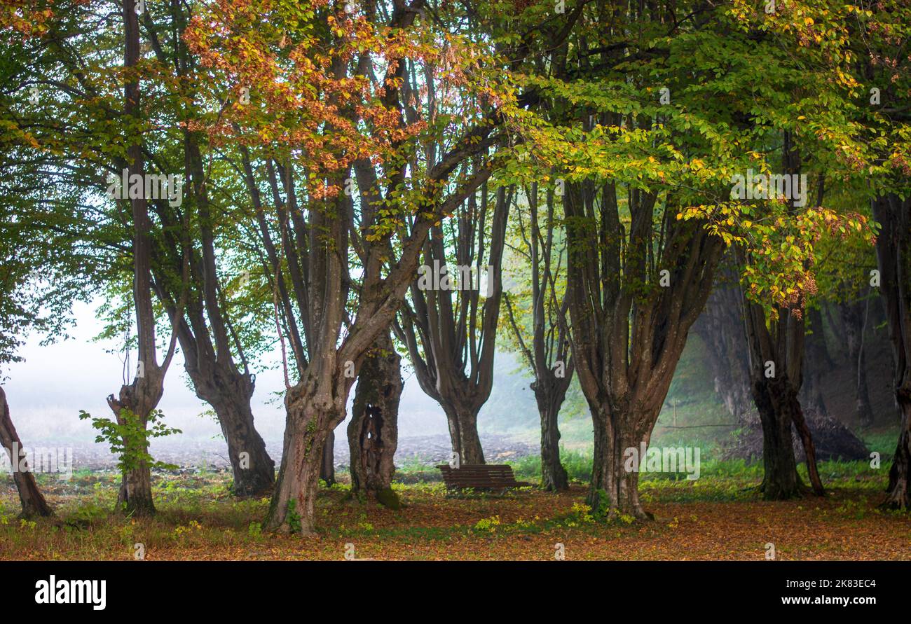 autumn trees shrouded in morning fog Stock Photo - Alamy