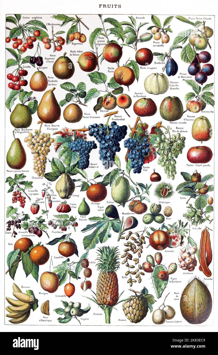 Adolphe Philippe Millot - Fruit Identification Chart Stock Photo