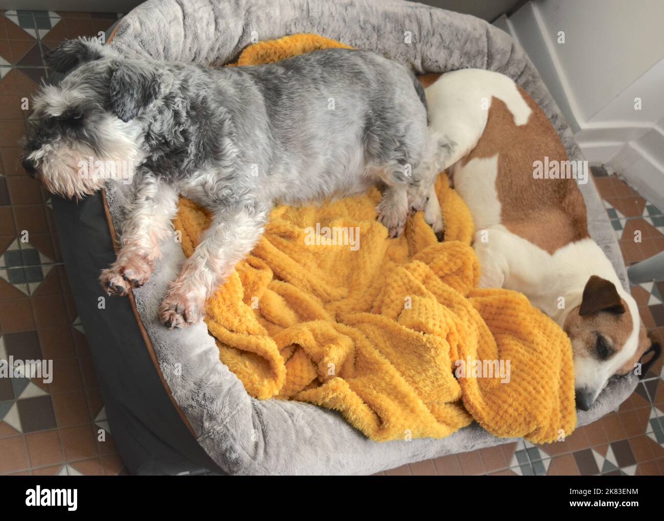 Dogs in their bed are relaxing at home Stock Photo Alamy