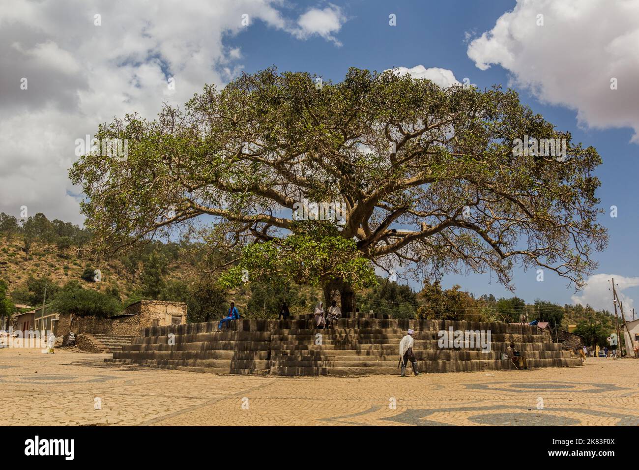 AXUM, ETHIOPIA - MARCH 19, 2019: Da'Ero Ela Fig Tree in Axum, Ethiopia Stock Photo